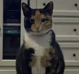 交猫税是什么梗